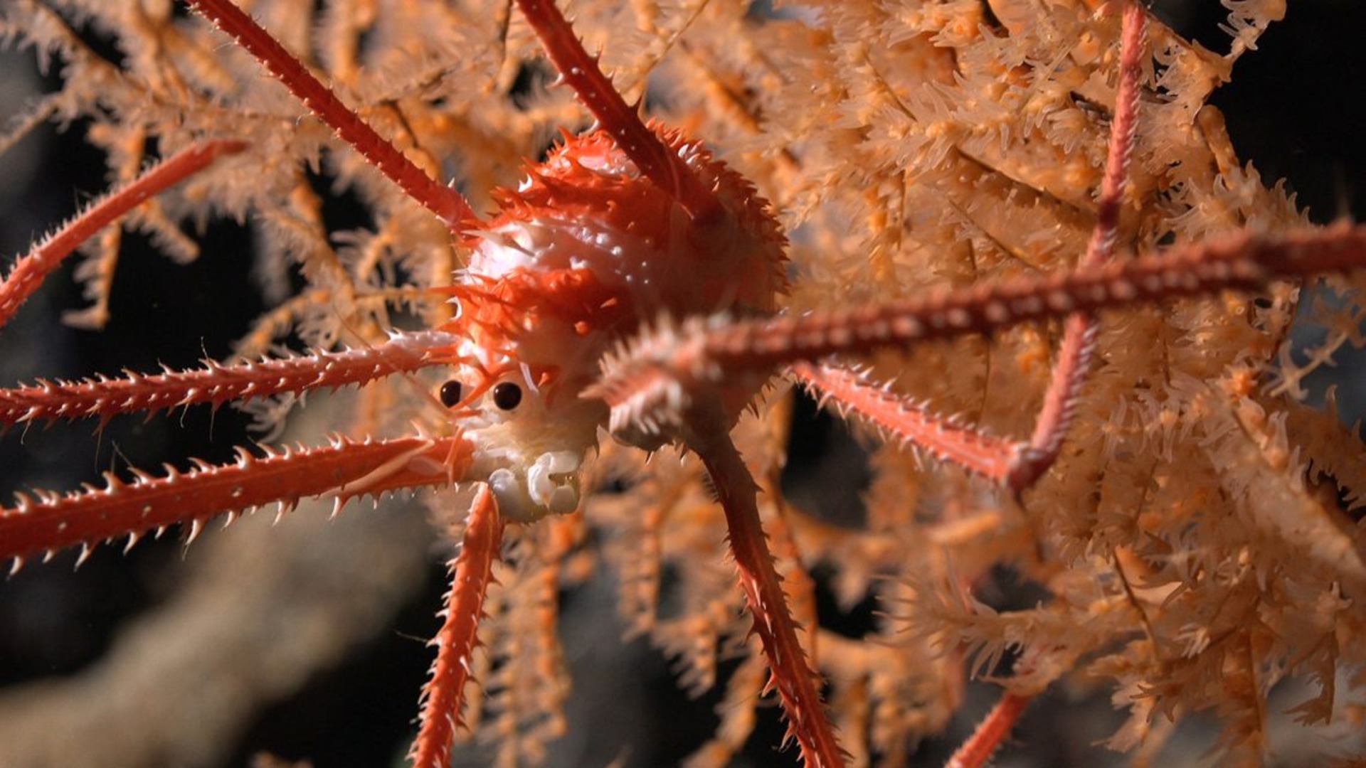 Robot descubre más de 100 nuevas especies marinas en montes submarinos chilenos