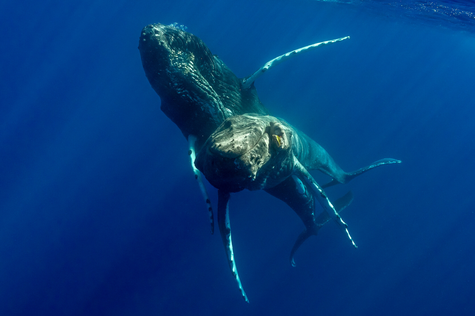 First Ever Same Sex Humpback Whale Mating Observed Interesting Engineering 4899