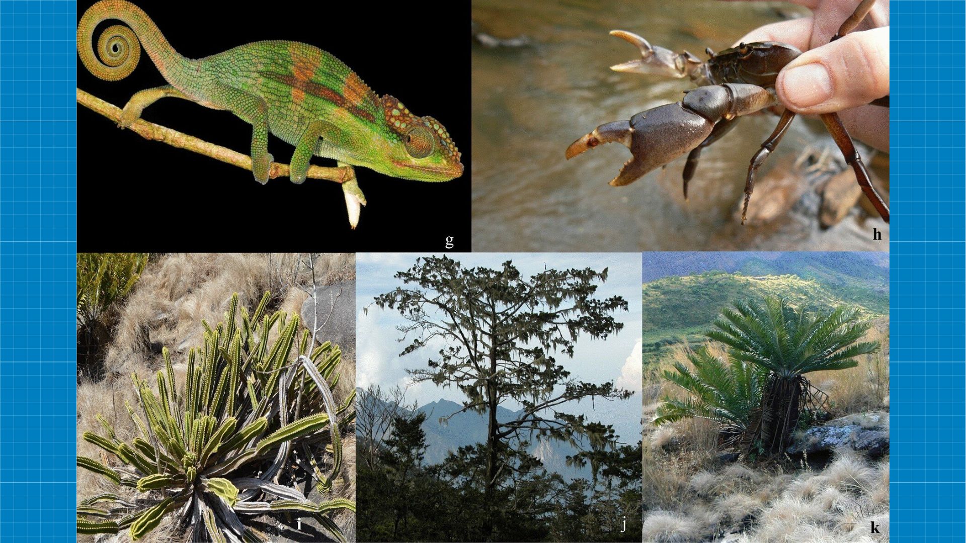 Hundreds of new species found in Africa's threatened ecoregion