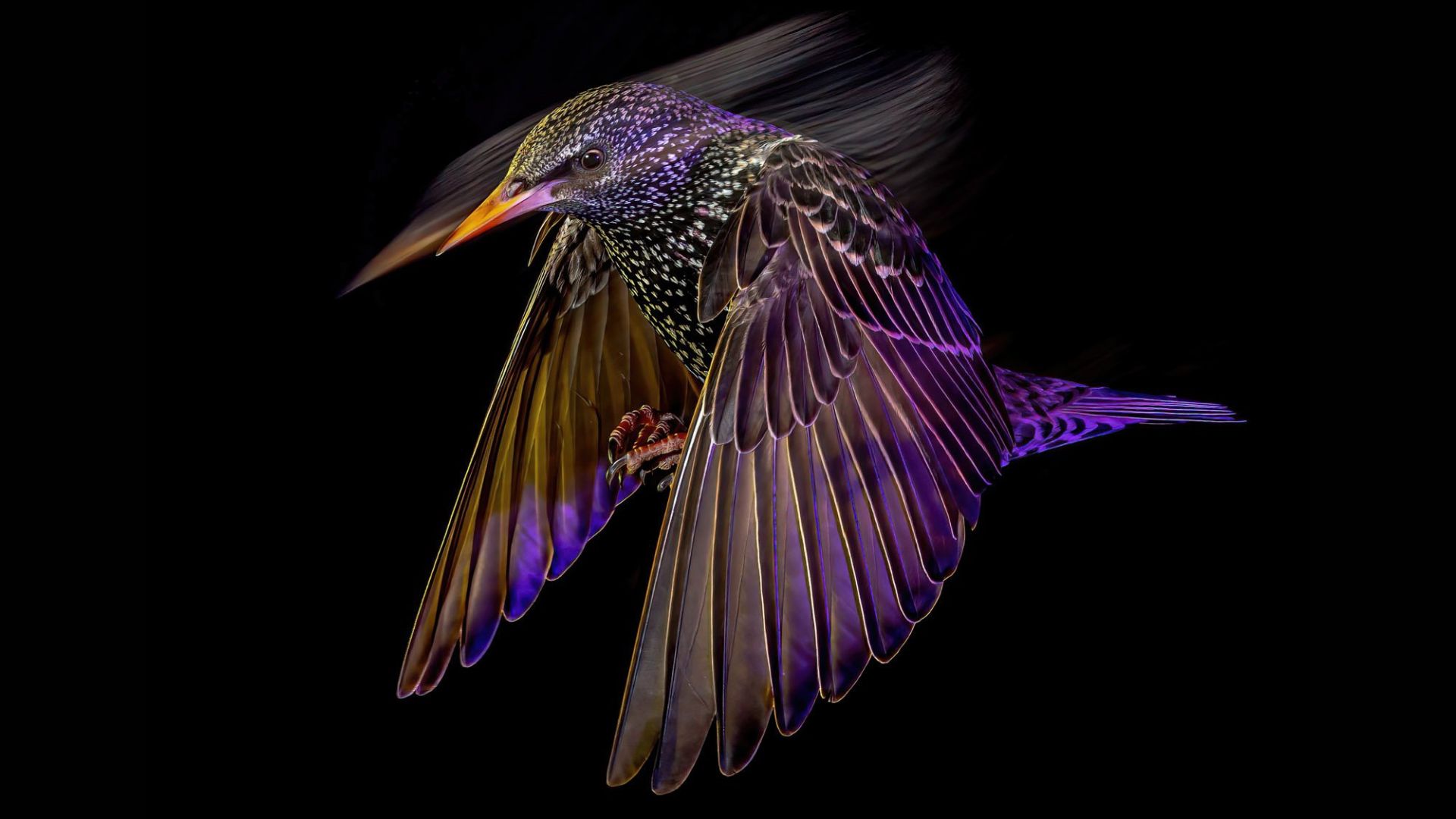 Animal Portraits winner: 'Starling at Night' by Mark Williams