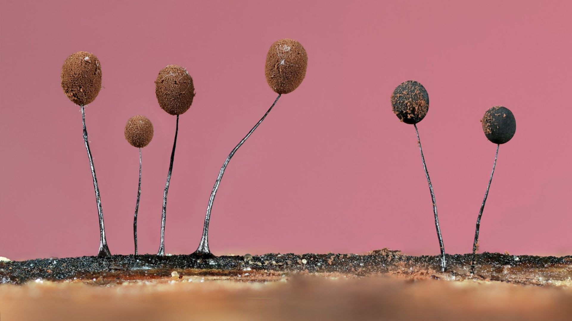 Botanical Britain winner: 'Tiny Forest Balloons' by Jason McCombe
