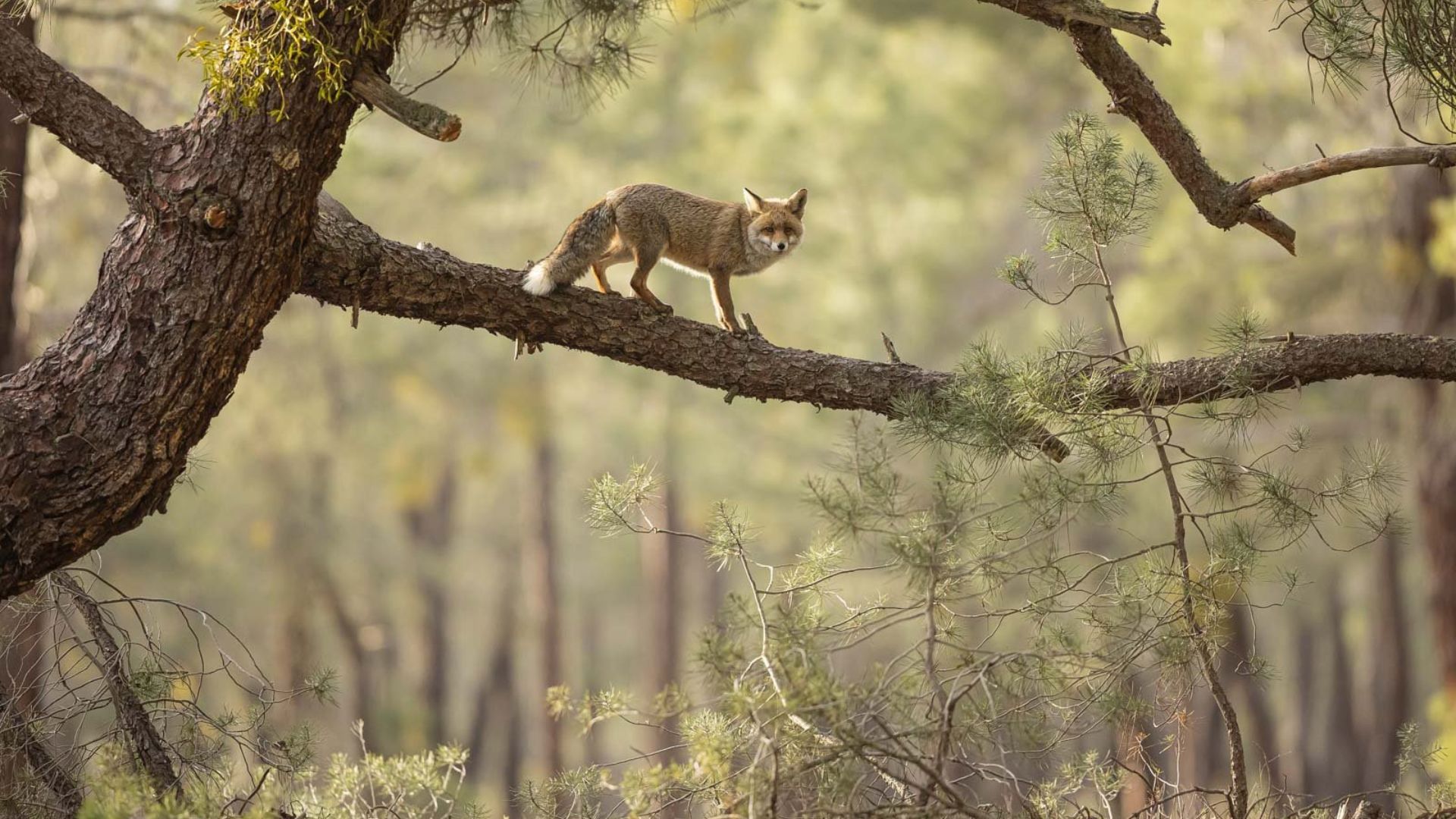 Habitat winner: 'The Tightrope Walker' by Daniel Valverde Fernandez