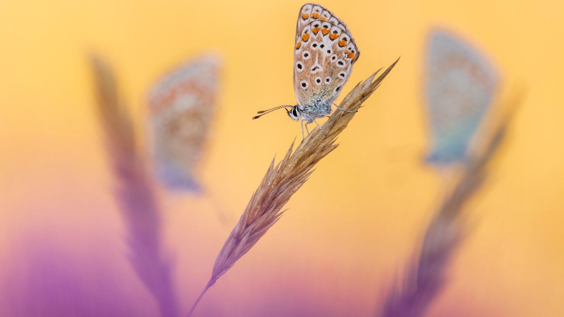 Hidden Britain winner: 'Three’s a Crowd' by Ross Hoddinott