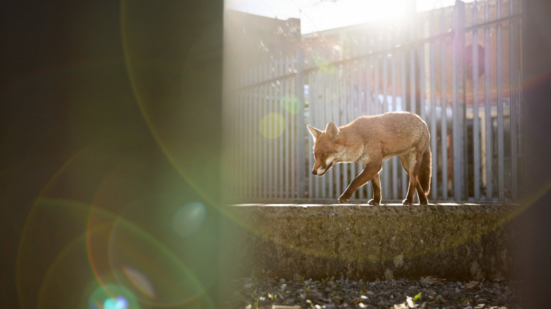 Urban Wildlife winner: 'Day Walker' by Simon Withyman