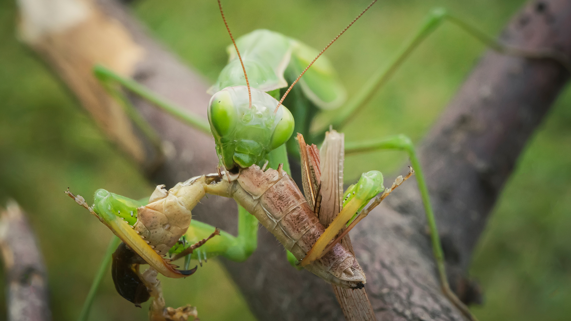 five-surprising-truths-about-cannibalism-revealed-interesting-engineering