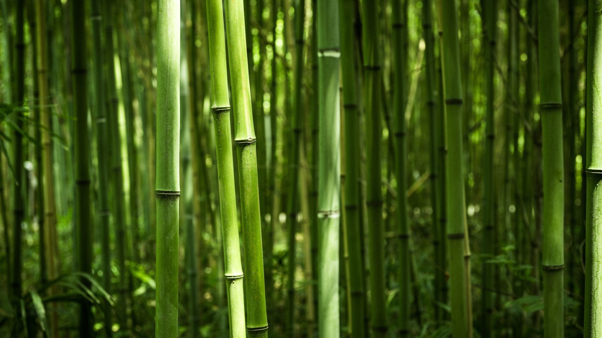 Study finds bamboo shoots full of high protein, similar to cow's milk