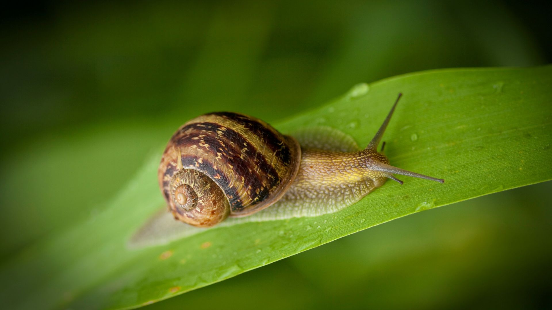 Scientists replicate snail-like locomotion in robot