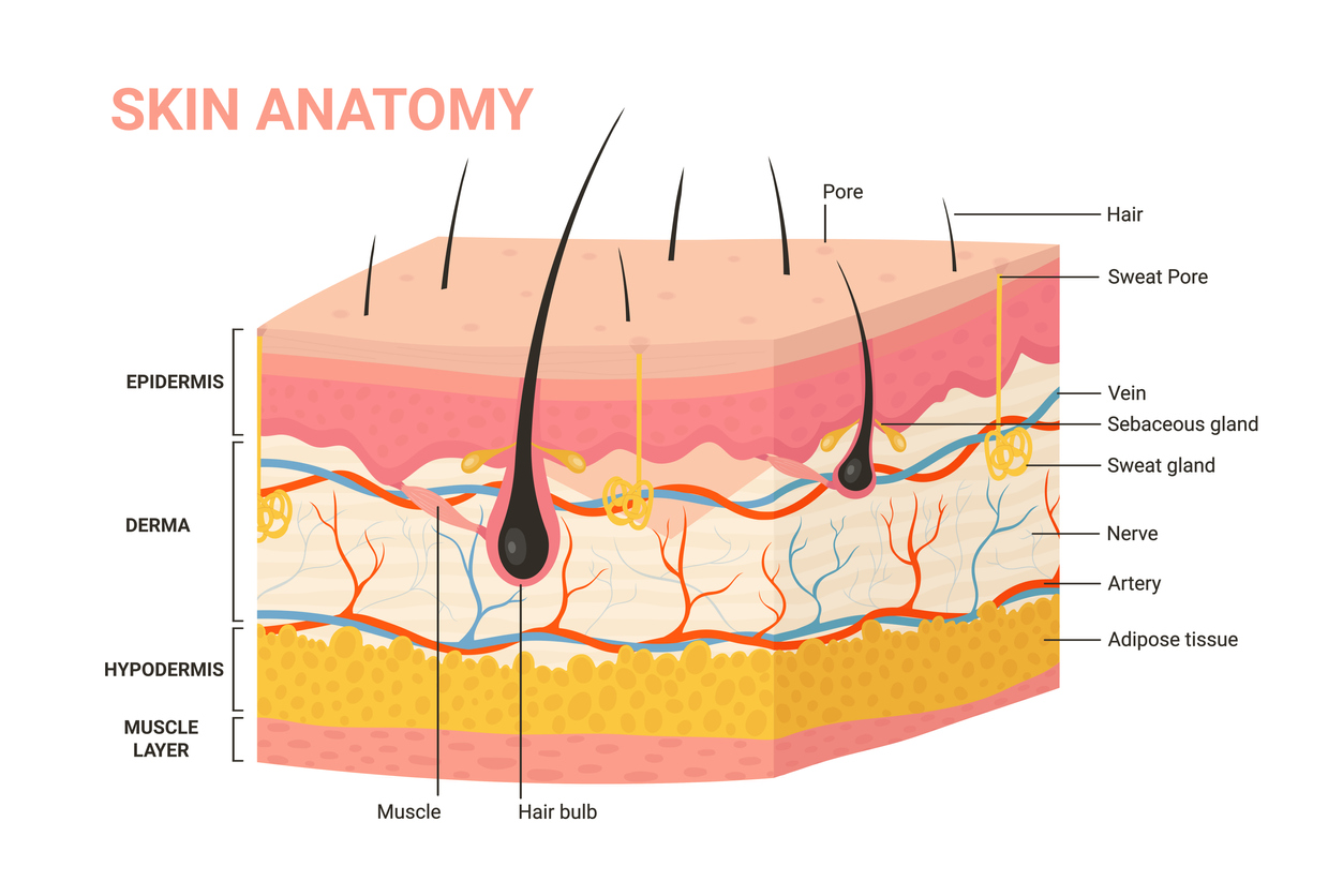 In a first, scientists 3D bioprint skin during live operation in rats