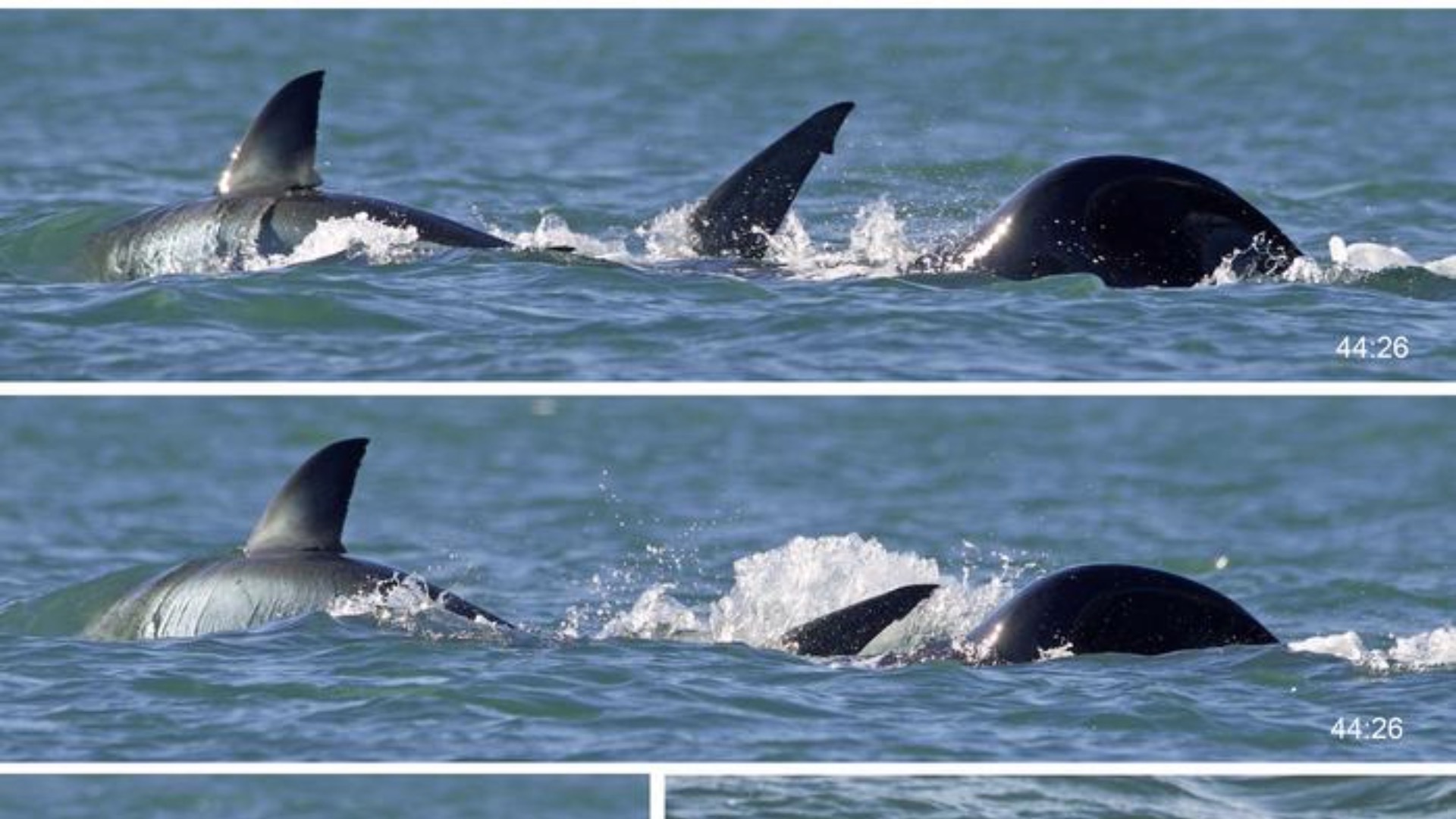 Single Orca devouring Great White Shark in 2 minutes shocks scientists