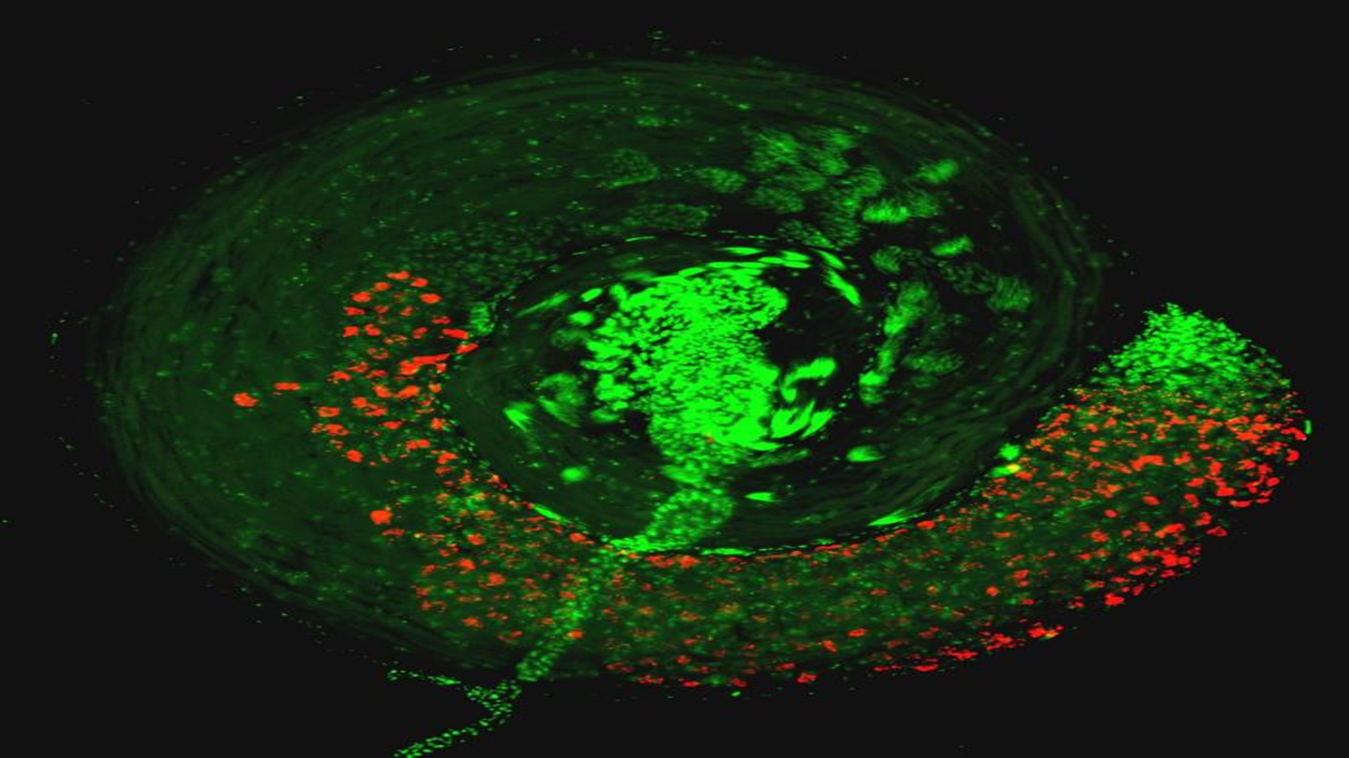 Virus Hijacking Insect Sperm Causes Brutal Sterility Find Scientists virus-hijacking-insect-sperm-causes-brutal-sterility-find-scientists
