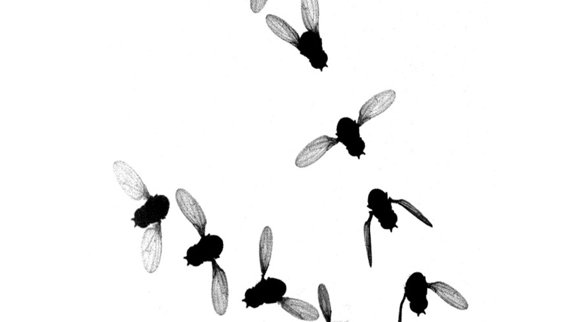 Gene-engineered fruit flies unravel mysterious insect flight mechanics