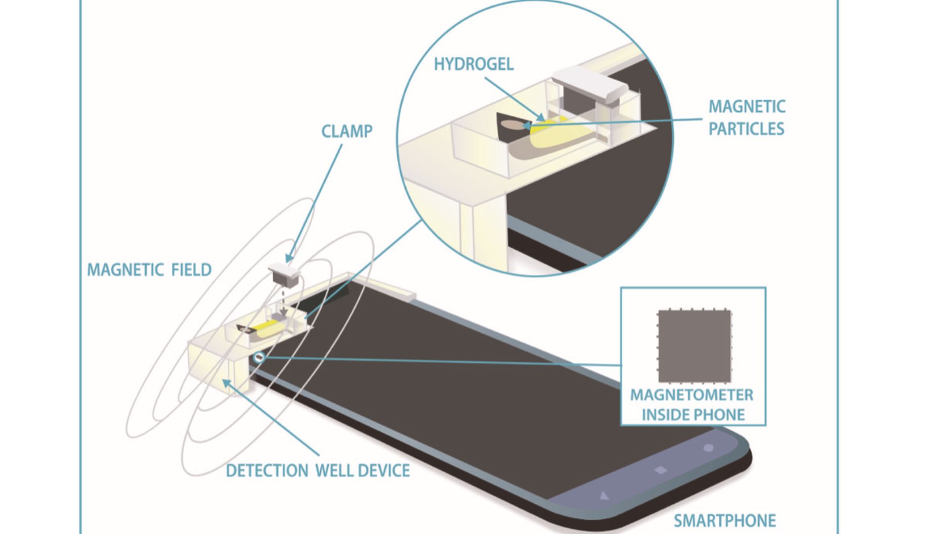 Illustration depicts smartphone magnetometer analyzing biomedical properties in liquid samples via magnetized hydrogel.