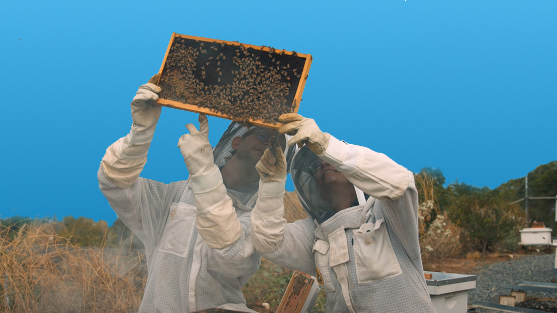 Saving honey bees from colony collapse