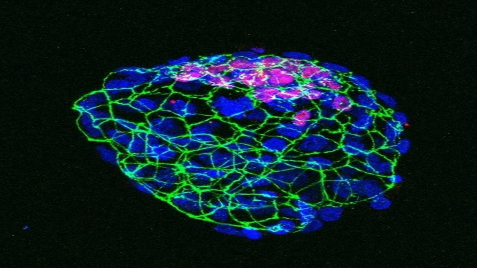 Understanding paused development in embryos could unlock new cancer ...