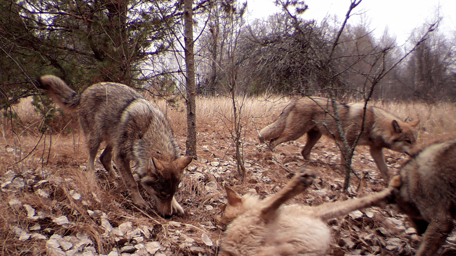 Chernobyl is a wildlife haven after 38 years of nuclear disaster