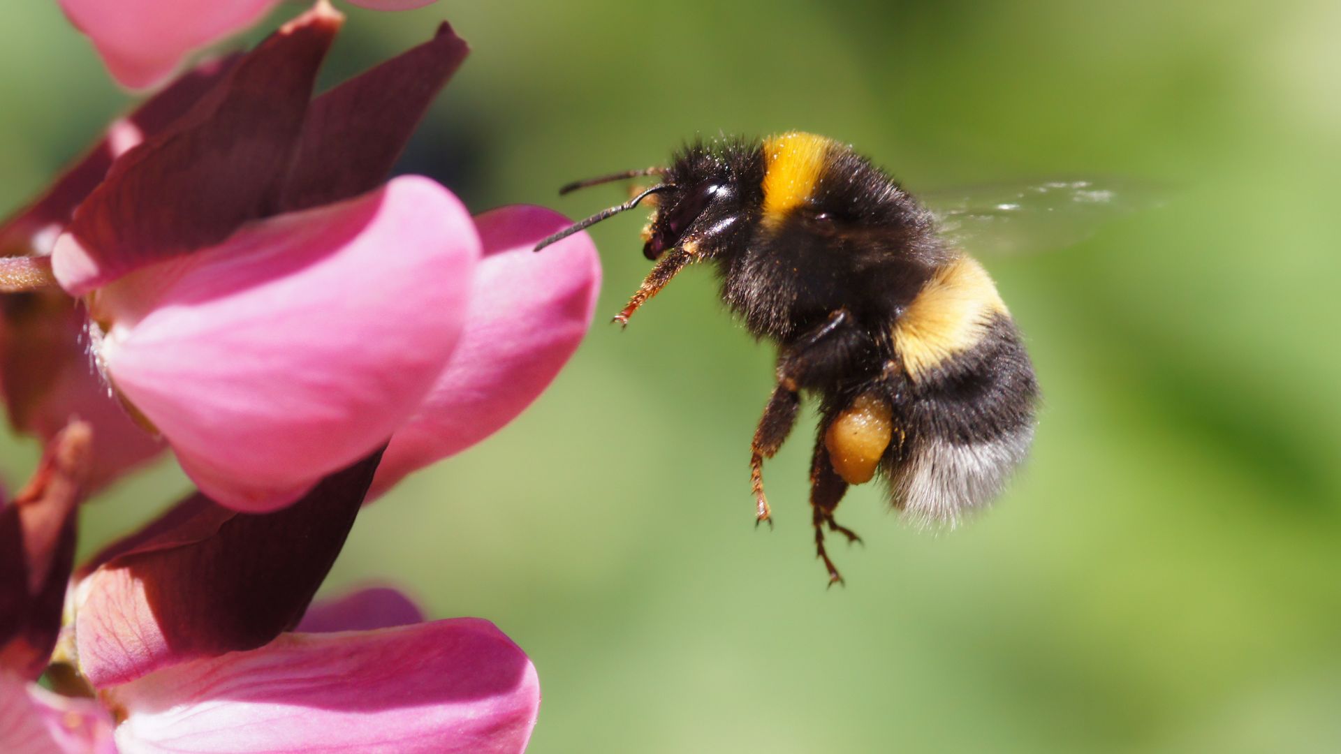 farmer-s-friend-in-danger-climate-change-is-killing-baby-bumblebees