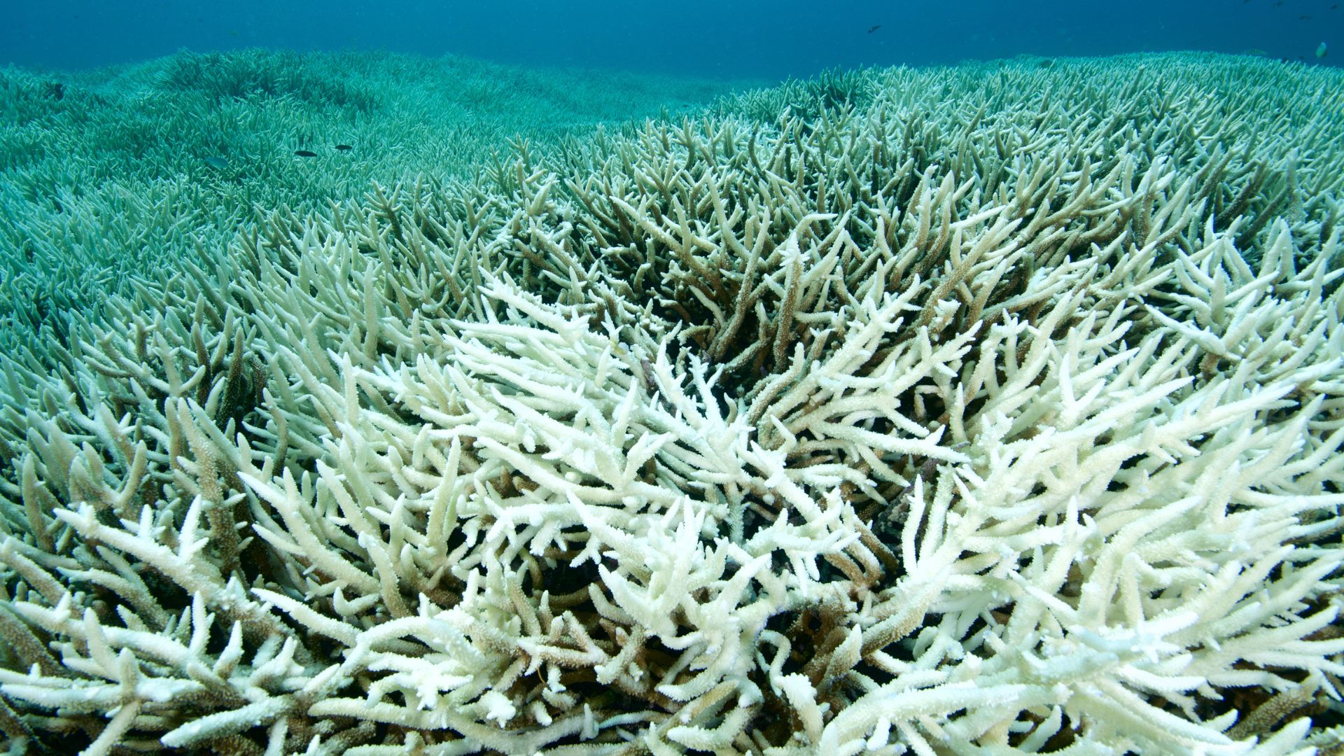 Global-first try at breeding heat-tolerant corals a success