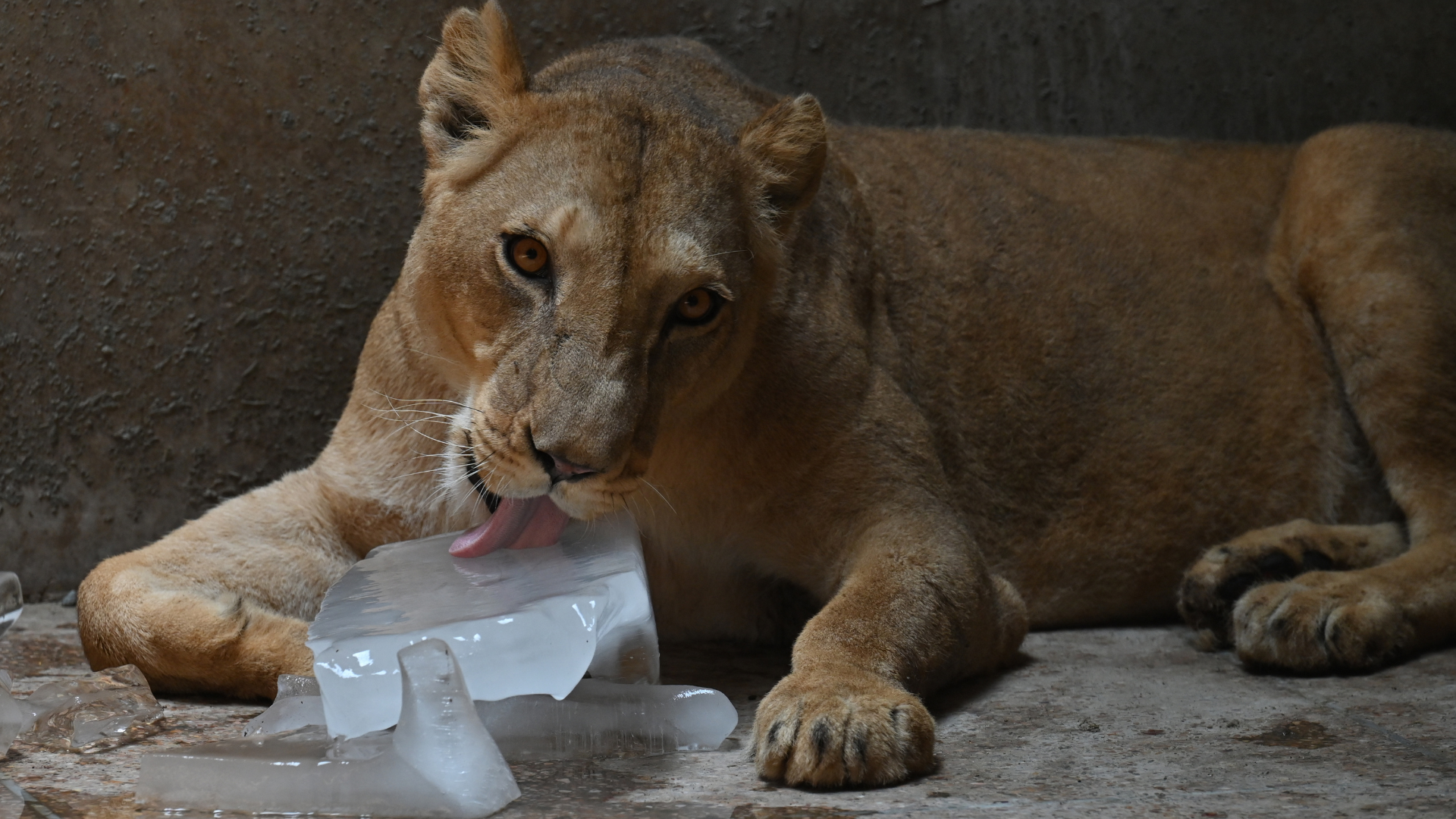 Heatwave slaps Pakistan with 125°F, kills birds and monkeys in Mexico - Vimarsana News