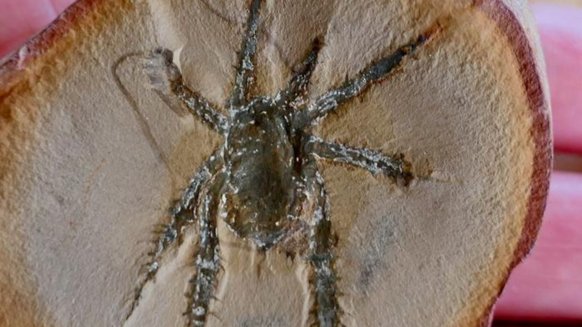 Fossil of 308-million-year-old spider ancestor with prickly legs found