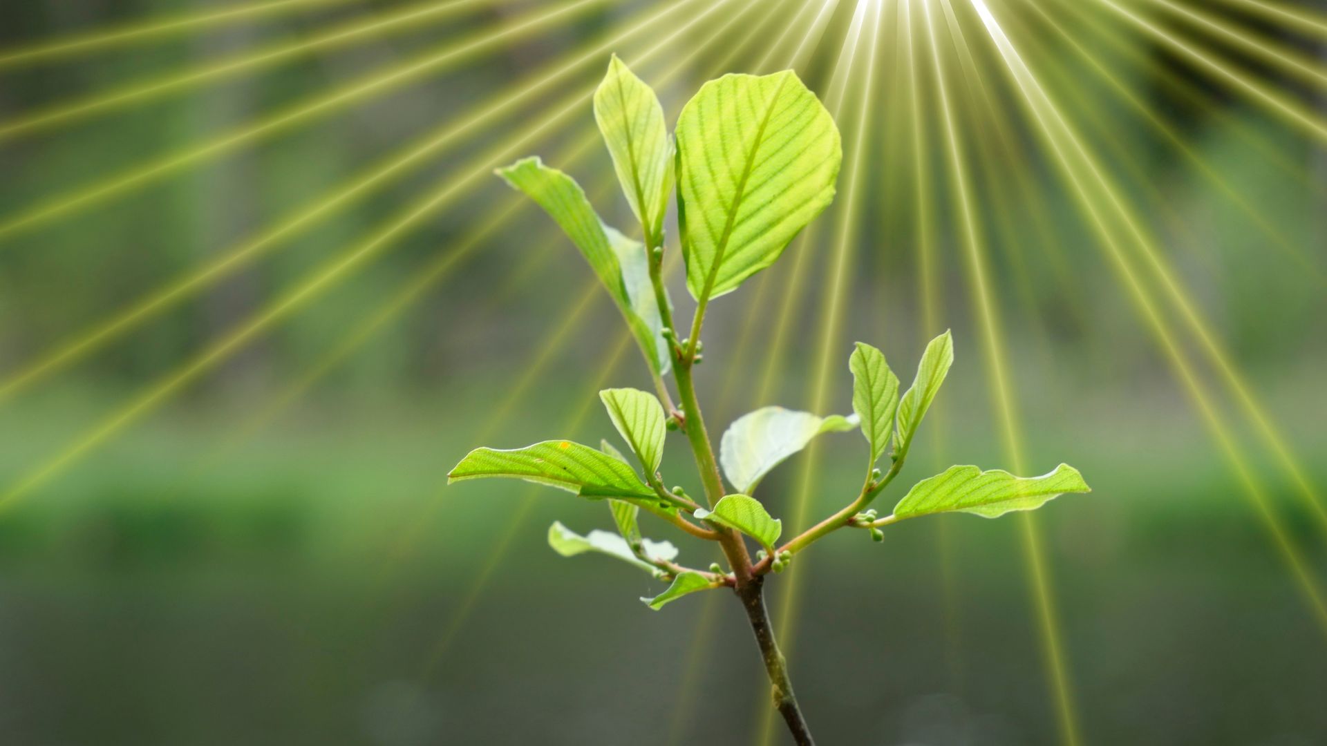 Photosynthesis in plants