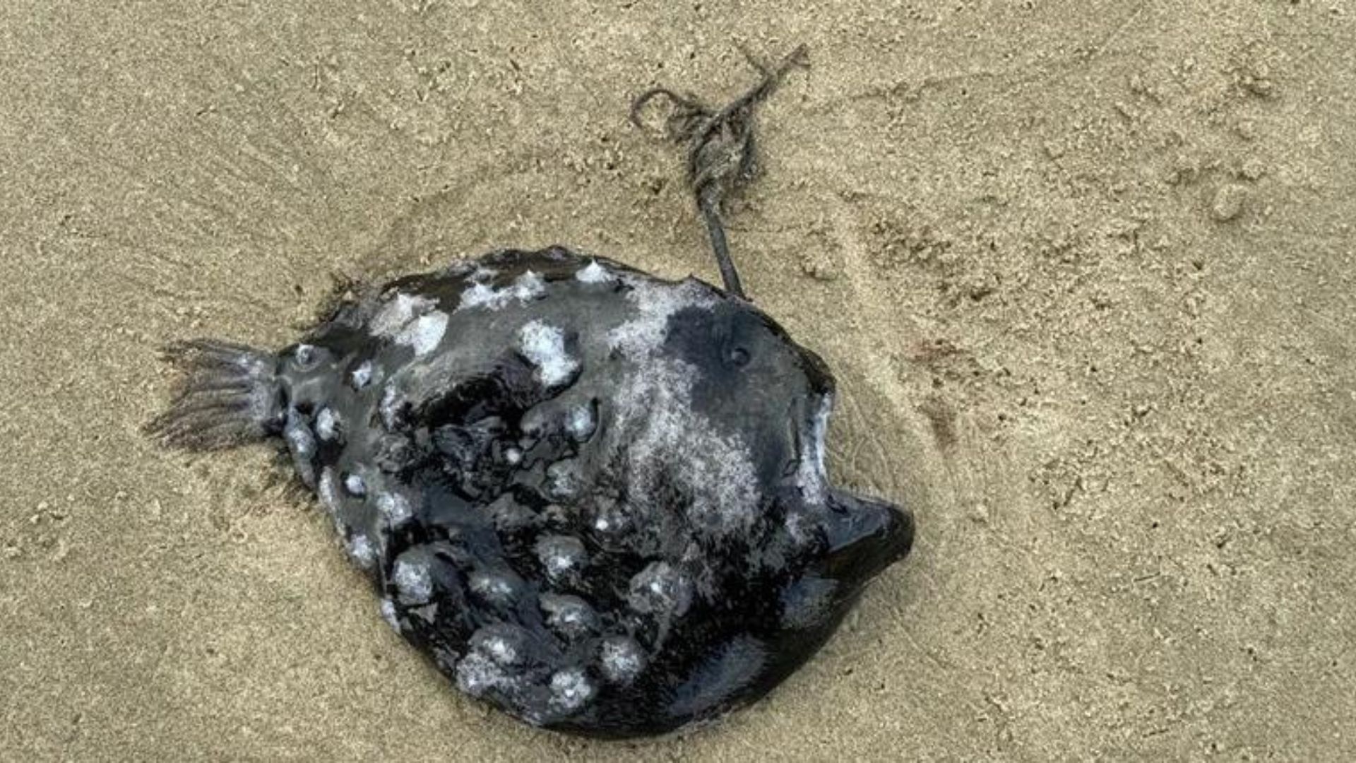 Rare Deep-sea Football Fish With Bioluminescent Lure Found In Oregon