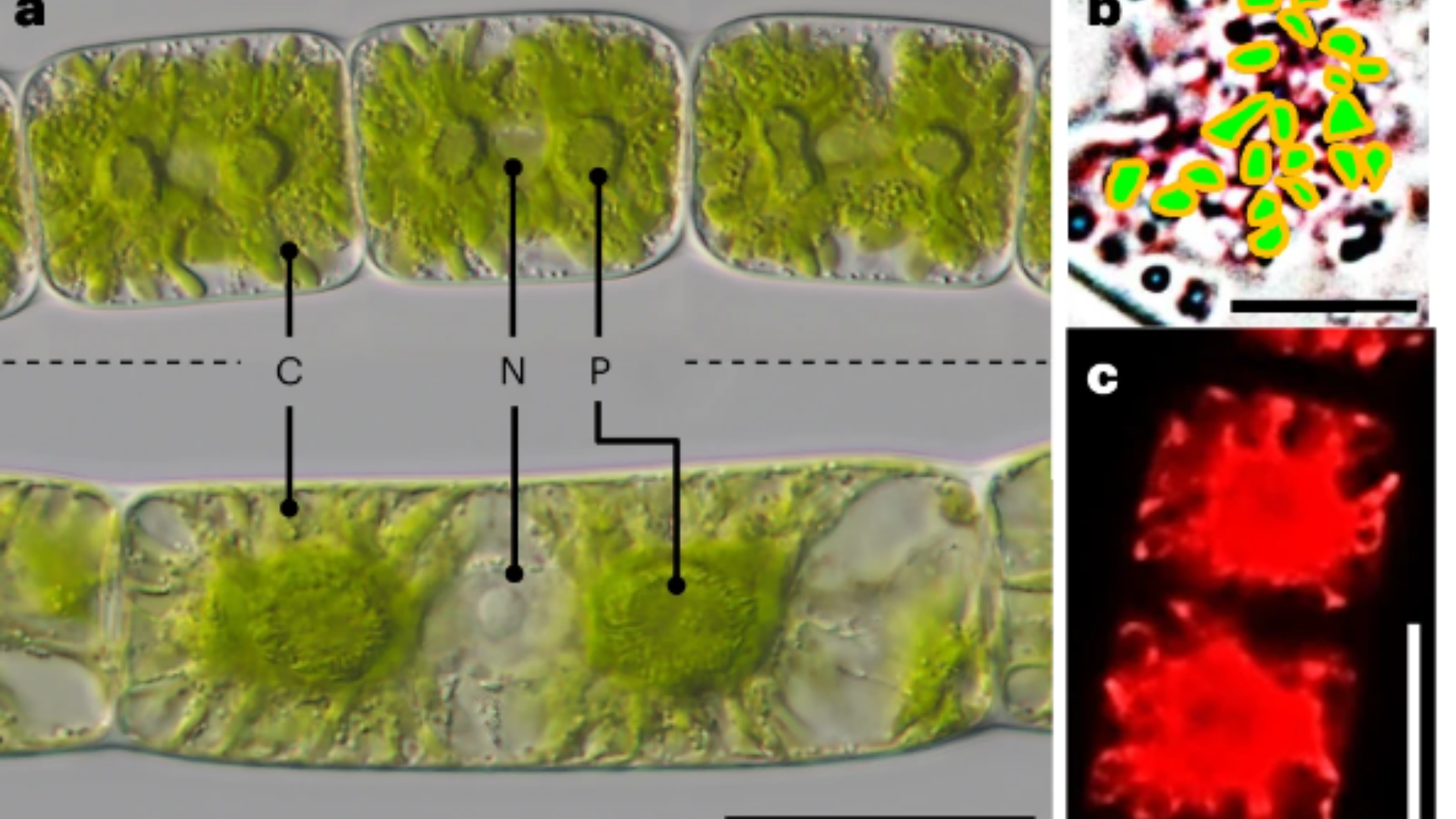 Study reveals land plant evolution from algae 550 million years ago