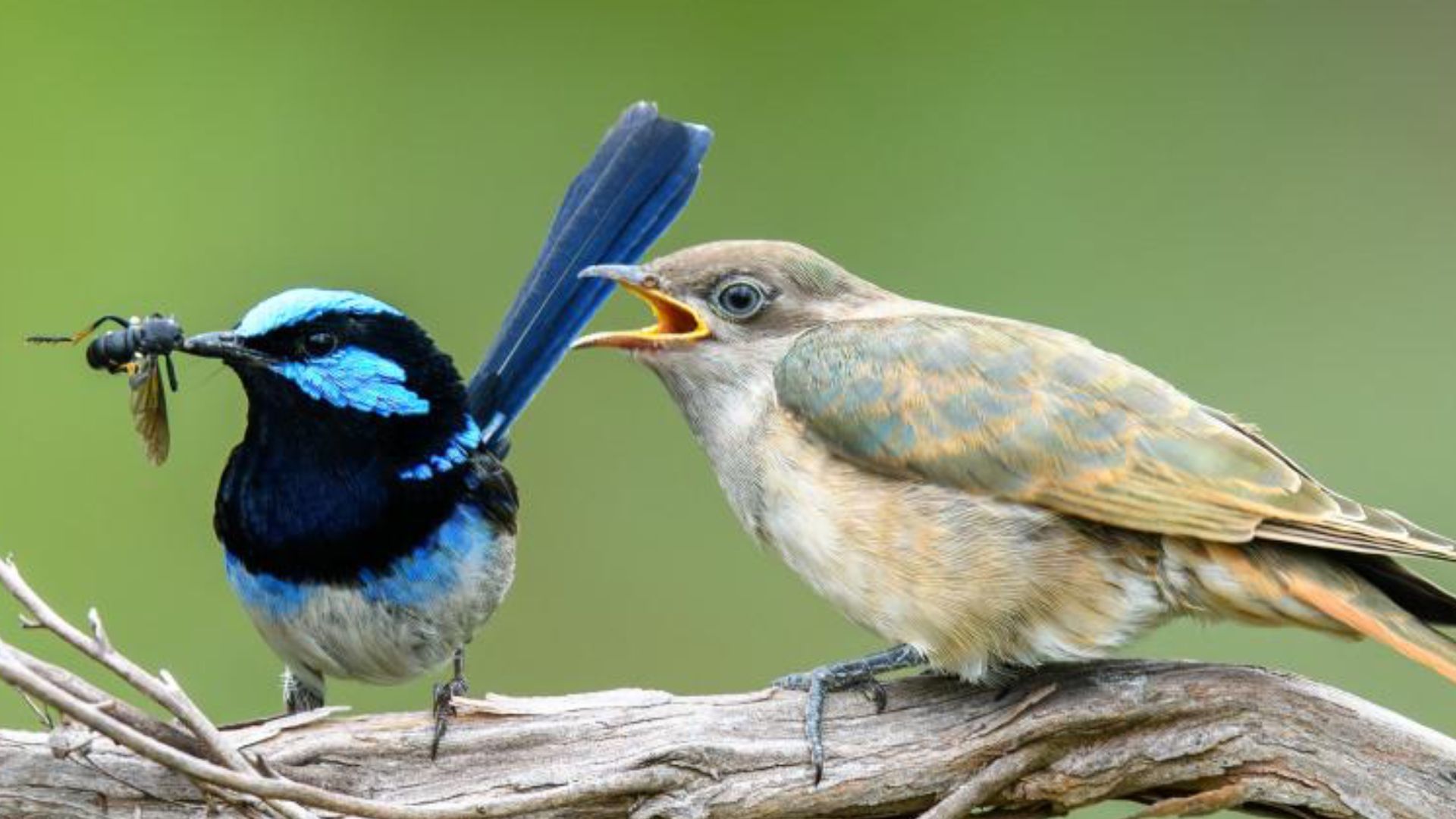 Sneaky cuckoos create new species by laying eggs in rival bird nests