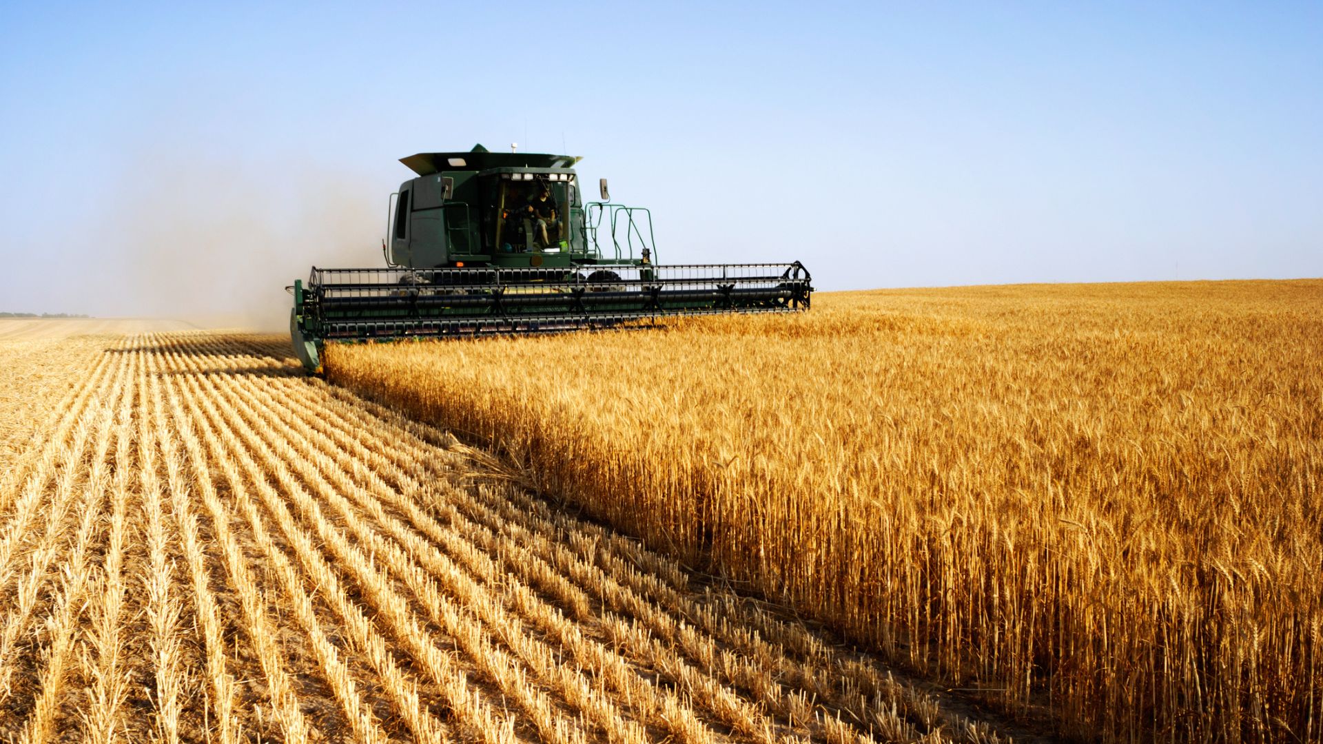 Breakthrough: 100-year-old clues help breed super-resilient wheat