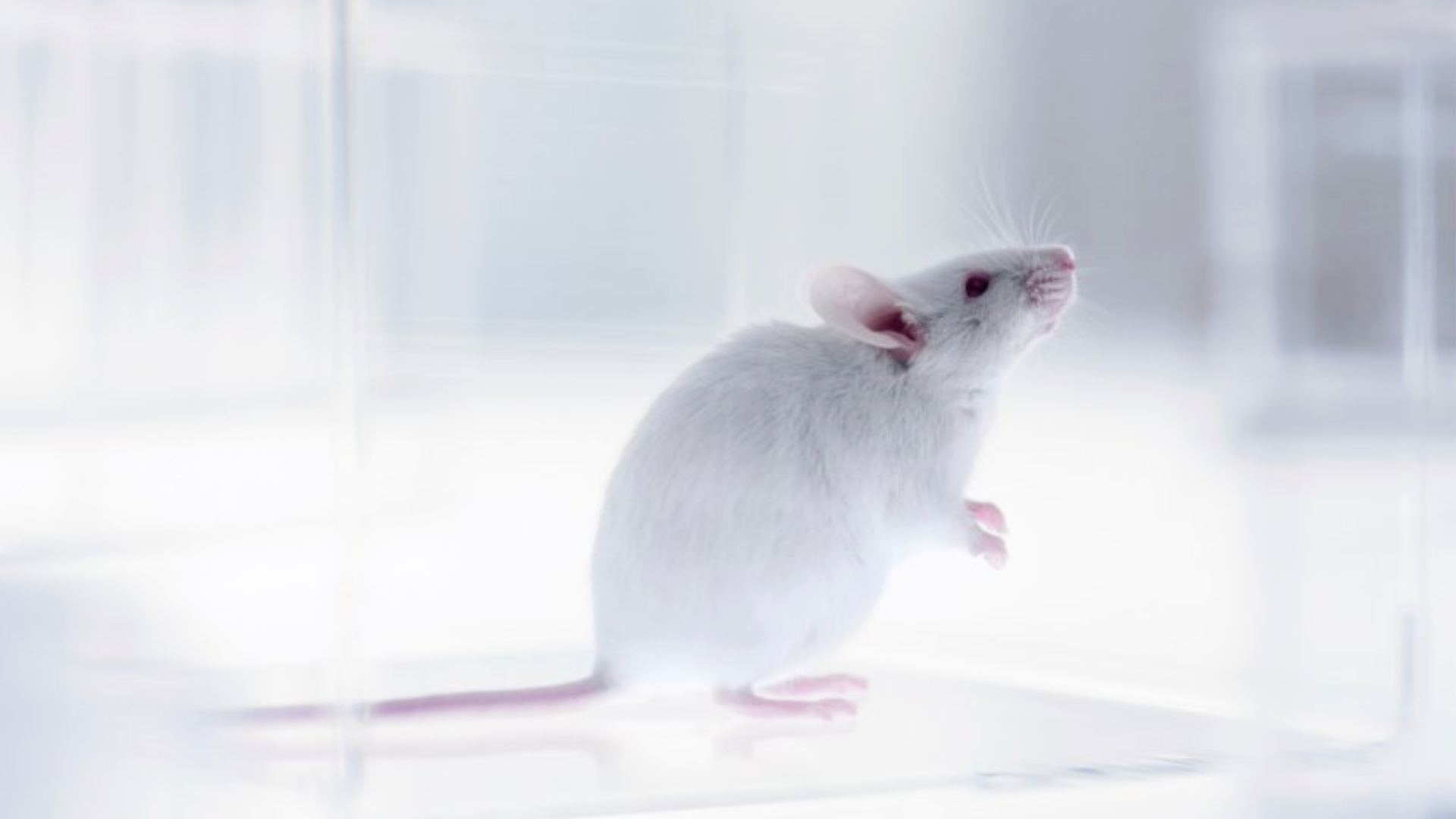 World’s 1st mouse model with fully functional human immune system created