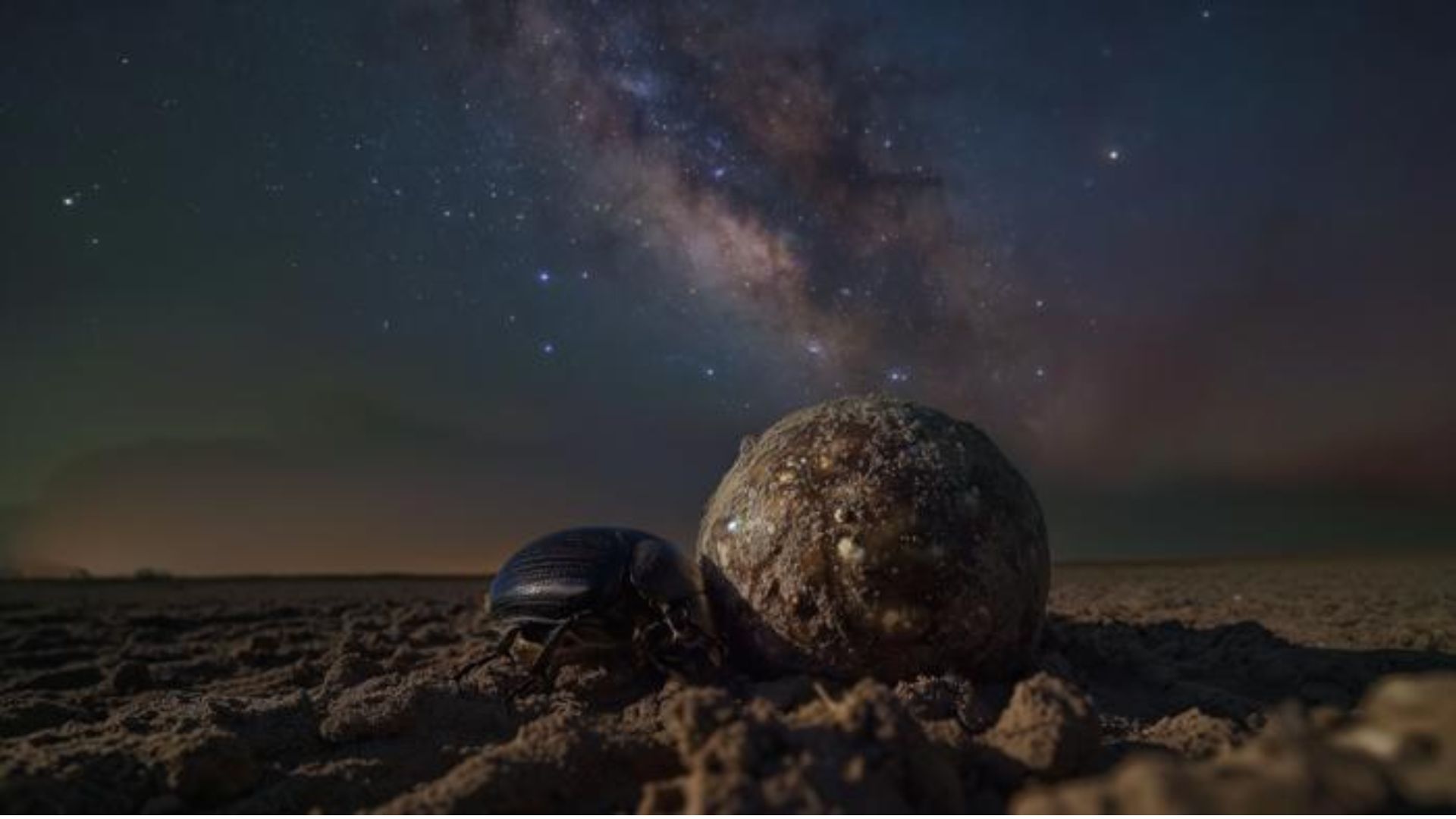 AI sensor mimics dung beetle and uses Milky Way for navigation in low light