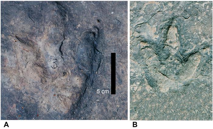 Se han encontrado huellas de dinosaurios de 120 millones de años a ambos lados del Océano Atlántico