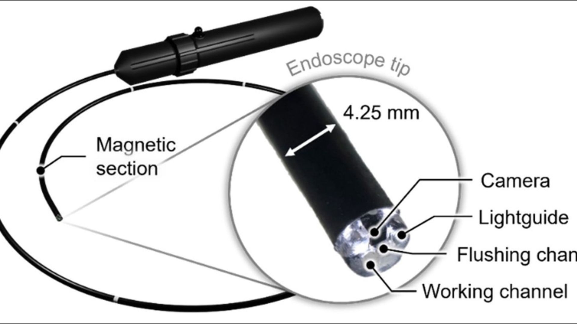 A magnetic head makes the endoscope particularly manoeuvrable.