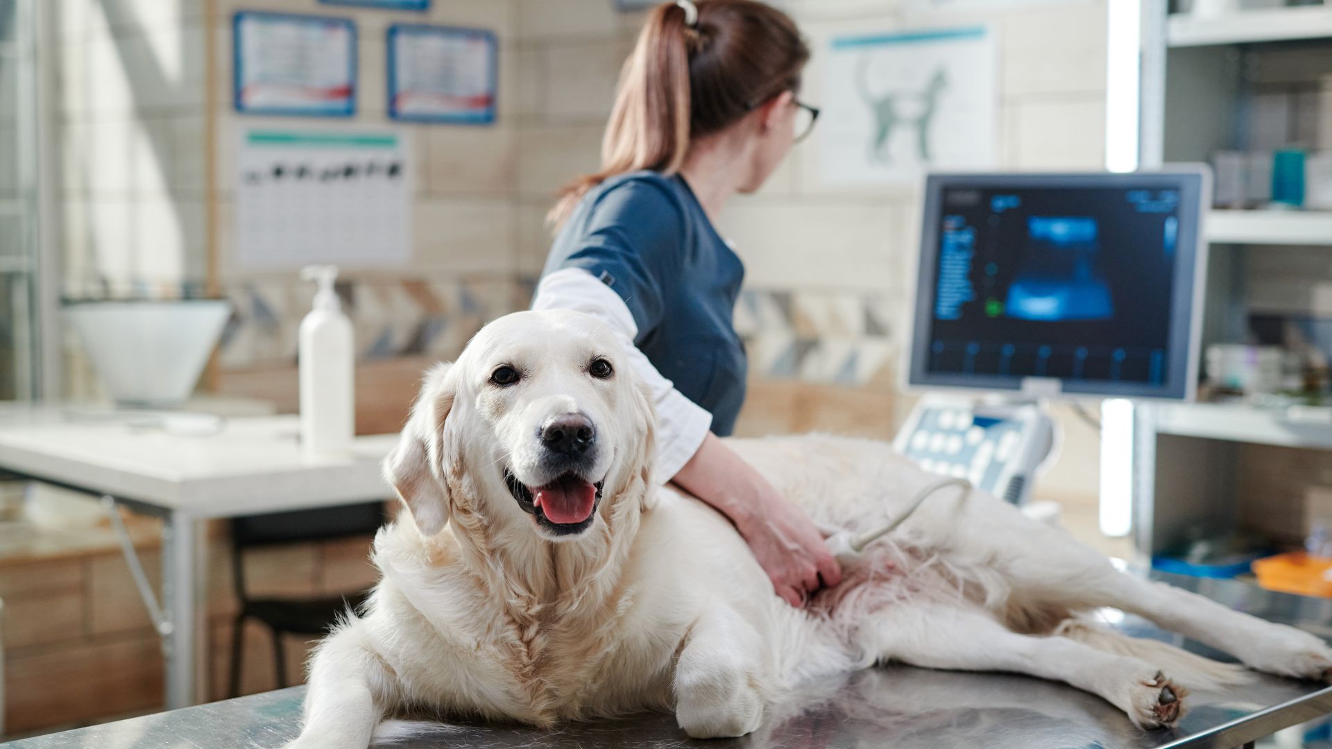 Veterinaria realizando una ecografía a un perro de raza Golden Retriever que está acostado sobre una mesa de examen en una clínica veterinaria. El perro está relajado y mirando hacia la cámara, con la lengua afuera. En el fondo, se puede ver una pantalla de monitor y otros equipos médicos.