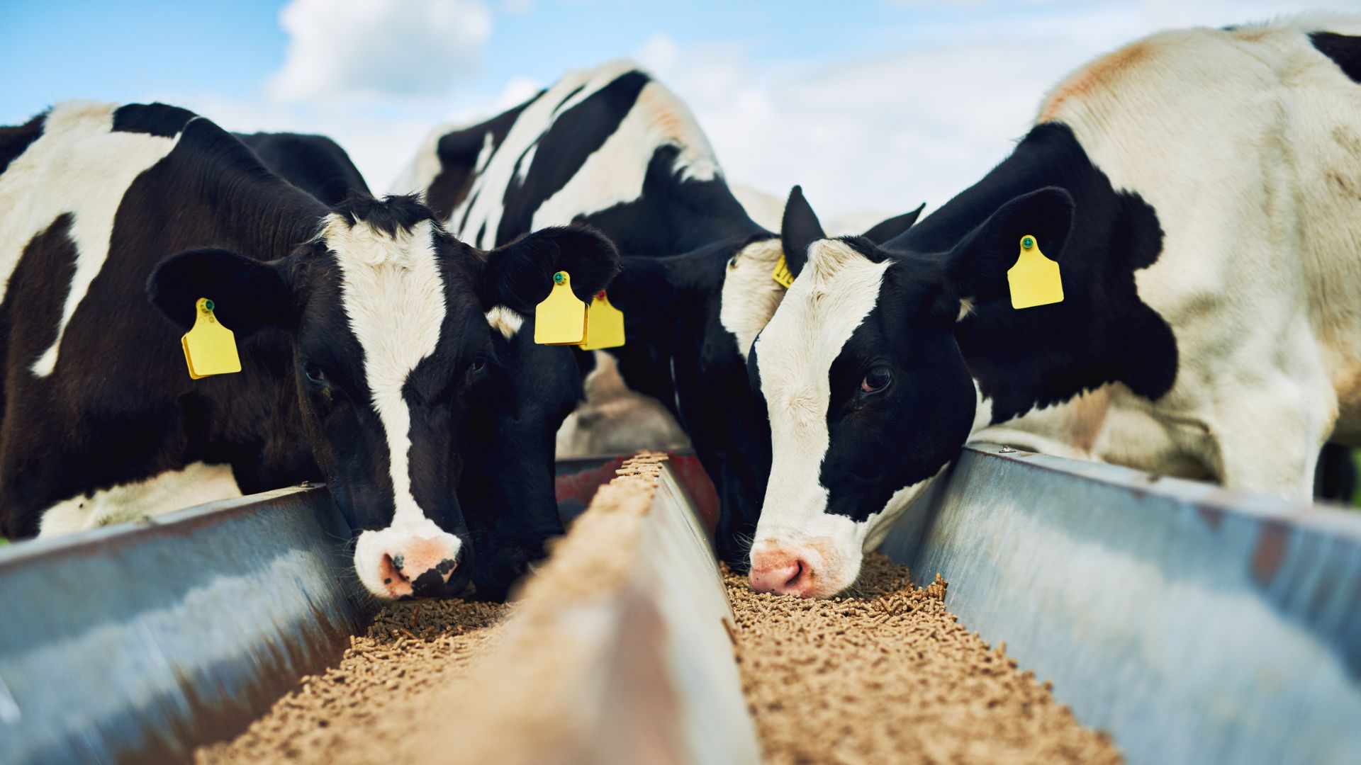 Solution for climate-damaging burps and farts from cows