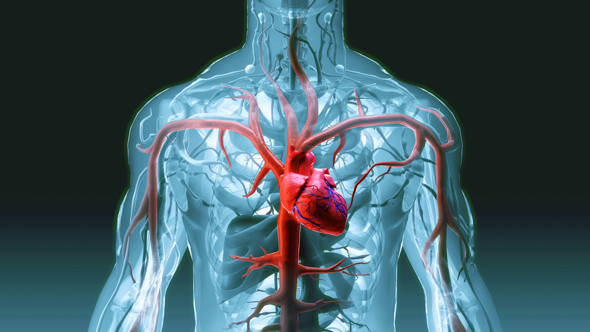 Una representación médica del sistema cardiovascular humano. Se destaca un corazón en color rojo vivo, con las arterias principales extendiéndose desde él a lo largo del torso, todo sobre un fondo que revela la estructura del torso humano en tonos translúcidos de azul. Las arterias y venas están claramente visibles, mostrando el flujo sanguíneo y la conexión entre el corazón y el resto del cuerpo. La imagen enfatiza la importancia del sistema circulatorio y la función vital del corazón.