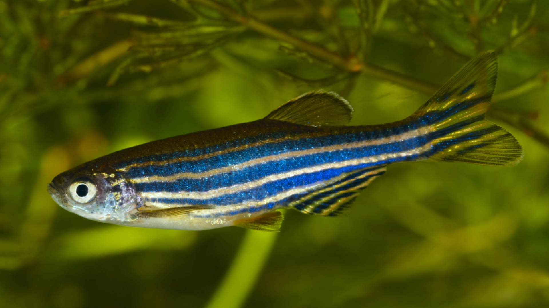 Zebrafish provide clues to healing human spinal cord injuries