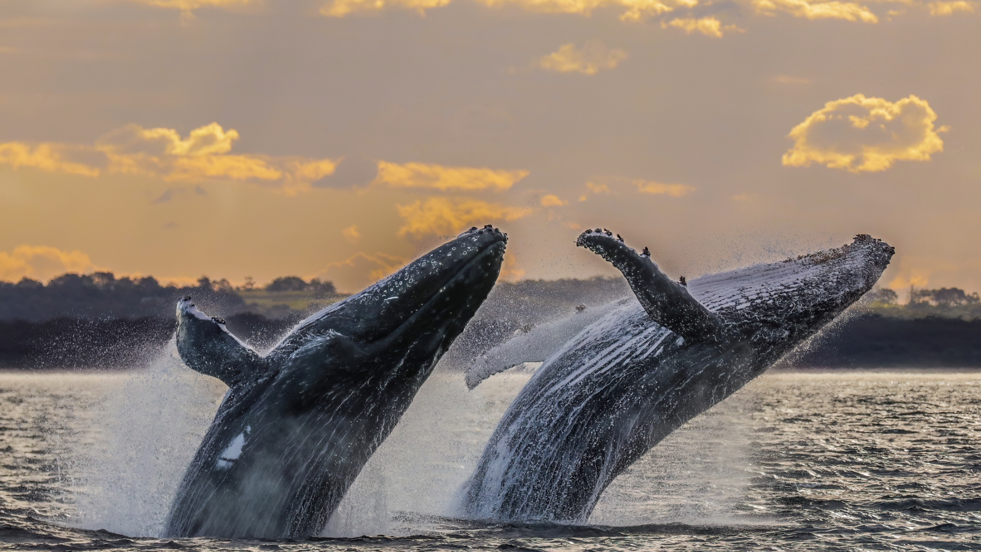 Humpback whales build “bubble nets” to catch more prey in a single dive