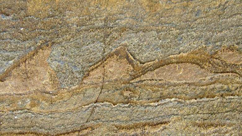 Earth's most ancient fossils and what they tell us