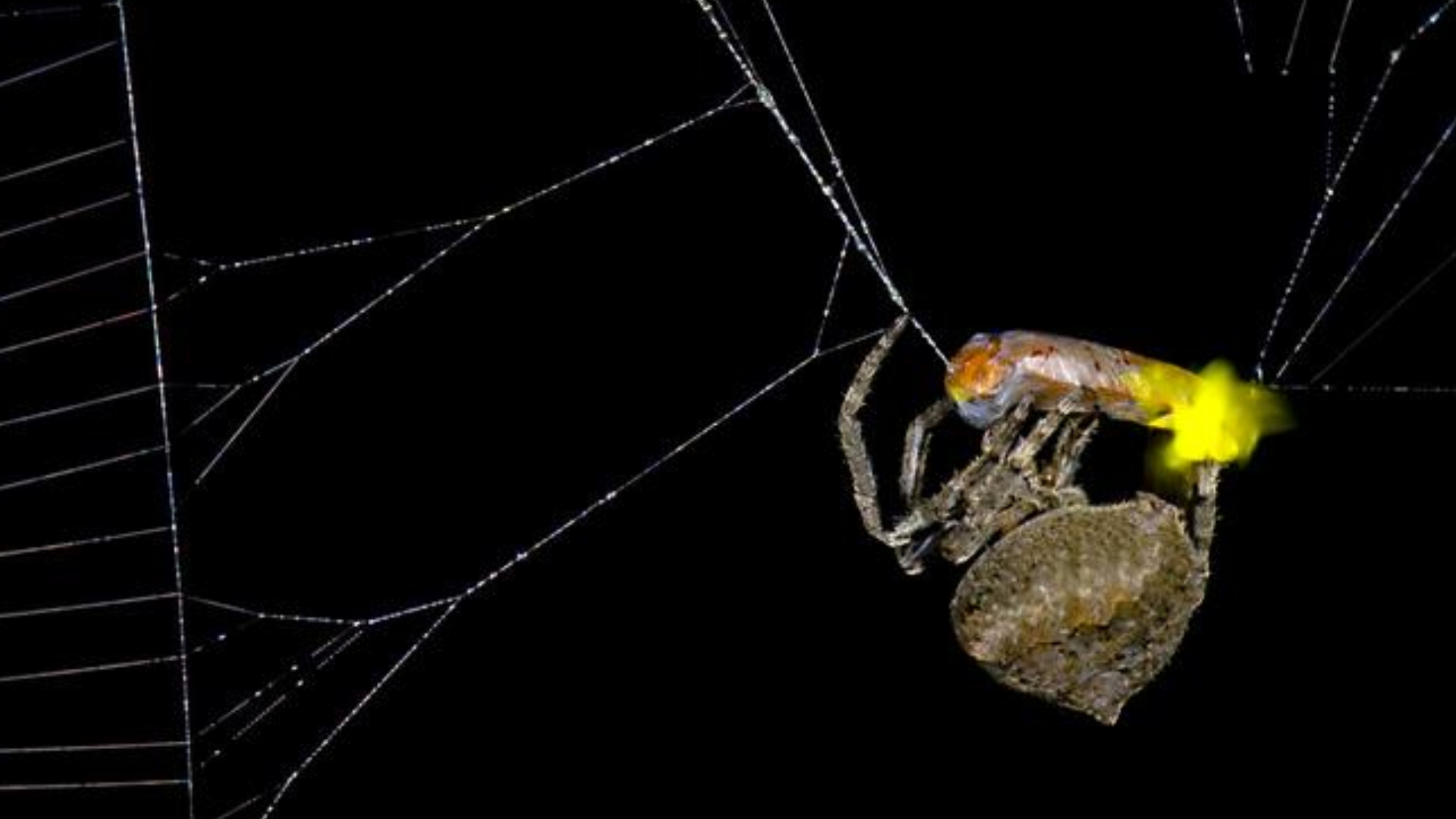 Spiders use flashing patterns of fireflies to deceive and catch prey