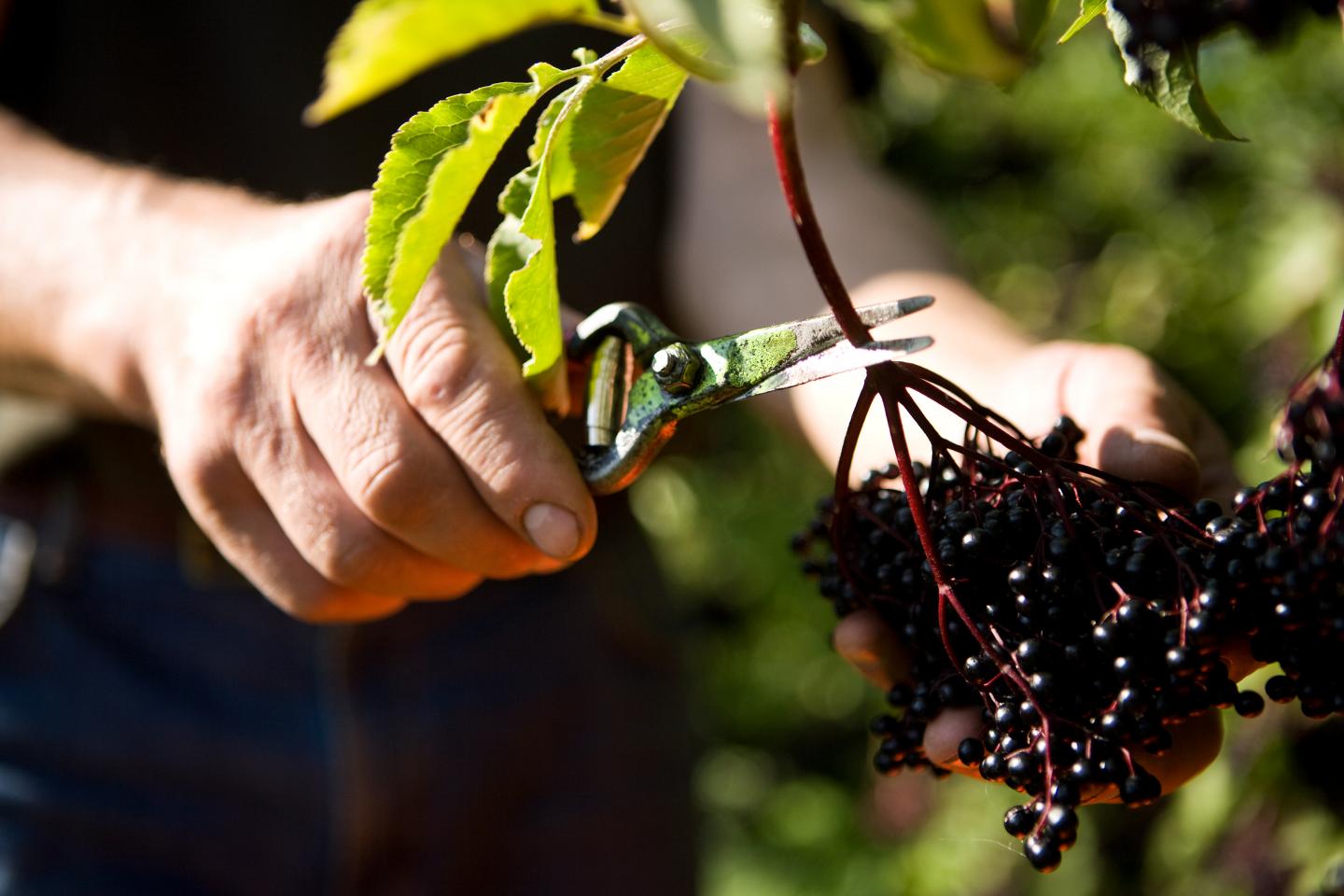 Illustration of a man cutting elderberries.