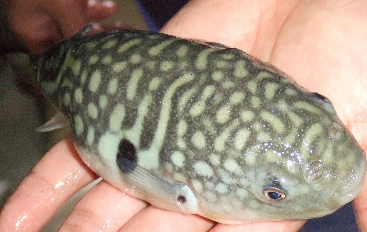 Researchers have identified the main compounds responsible for the taste of pufferfish (Takifugu obscurus).