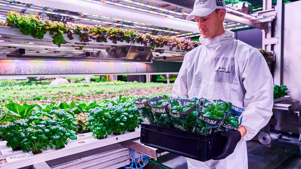 Swedish startup uses hydroponics, AI to offer fresh, supermarket-grown vegetables