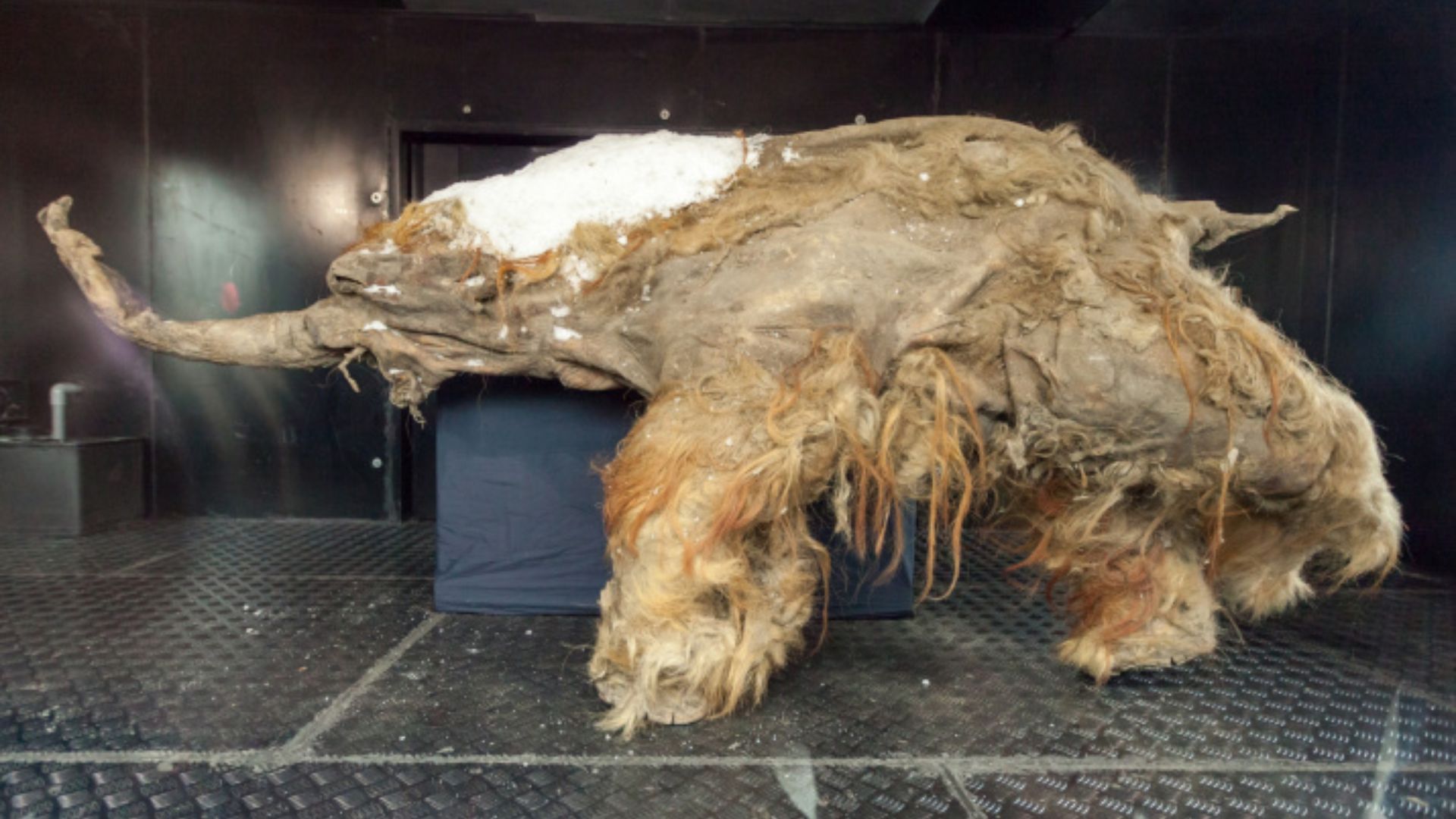 39,000-yr-old mammoth carcass hints earliest human presence in Arctic