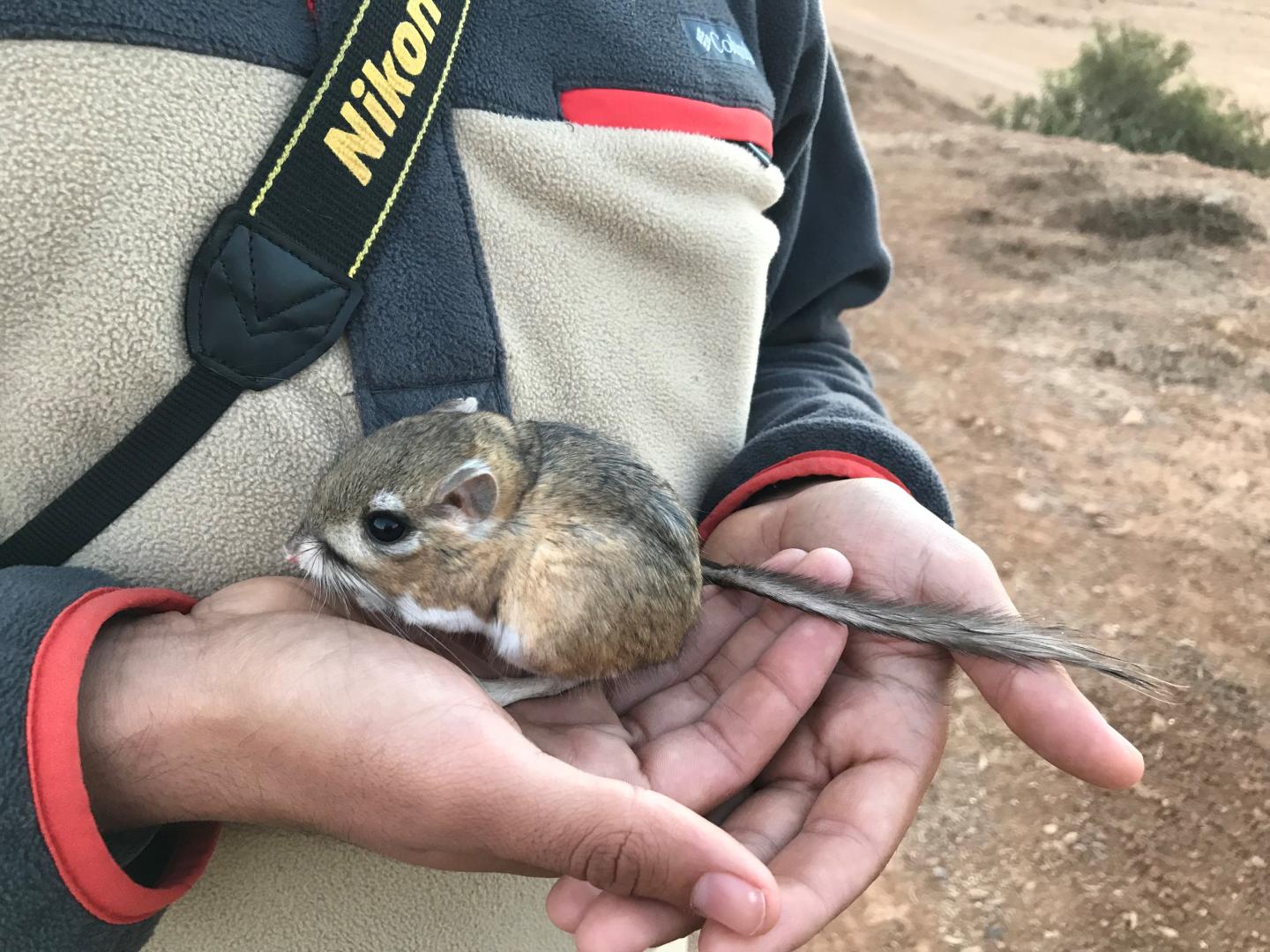 A San Quintin kangaroo rat in the field.