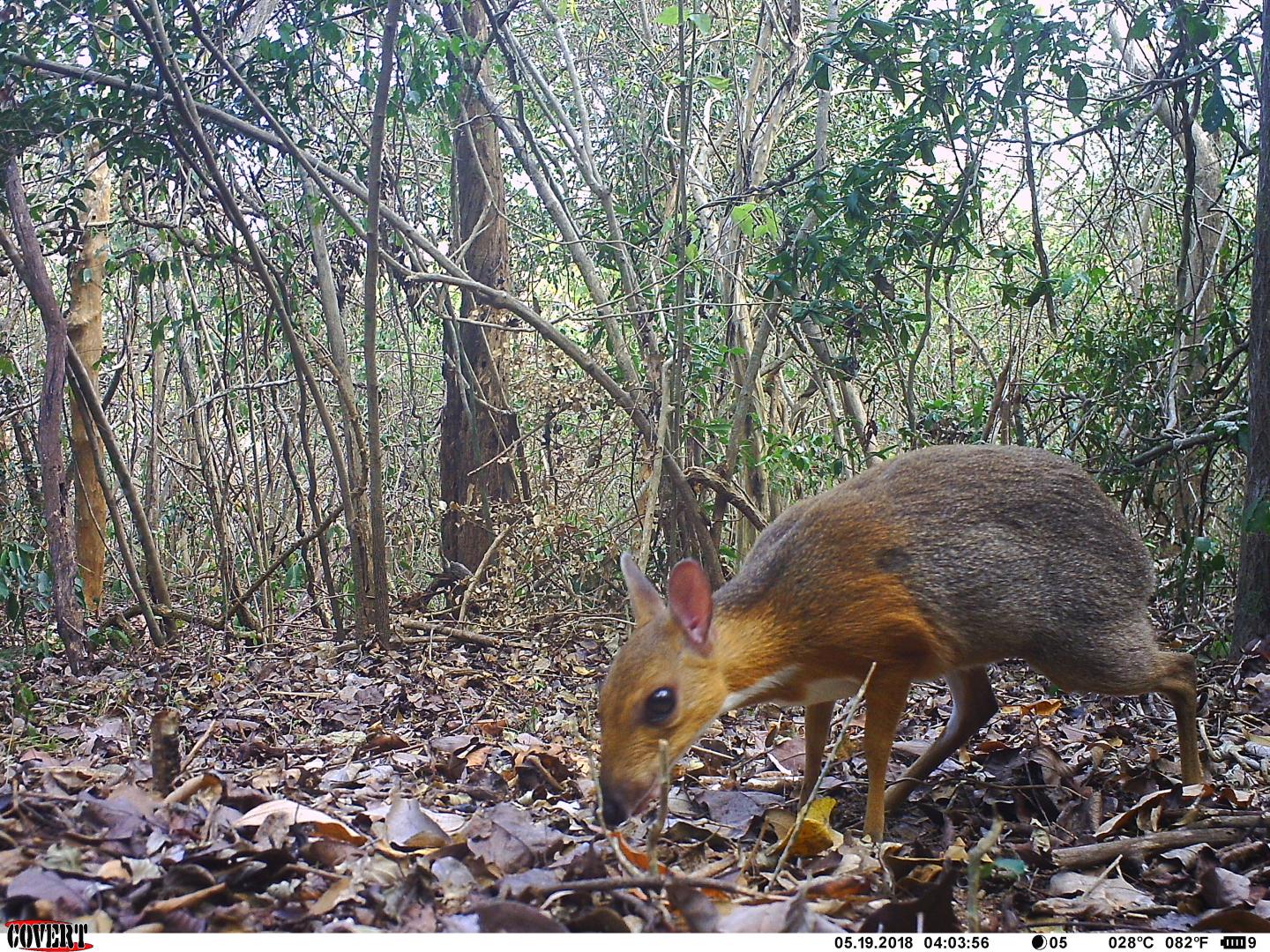 A Vietnam mouse deer.