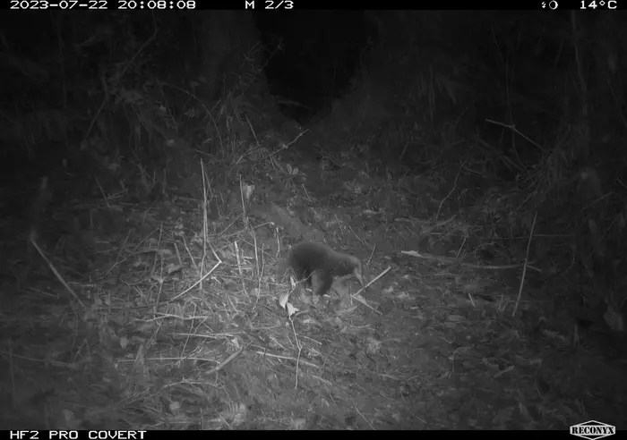 Attenborough's long-snouted echidna, photographed with a camera trap.