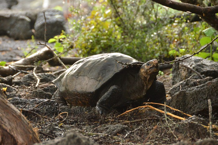 Fernanda, the only known living Fernandina Giant Tortoise (Chelonoidis phantasticus), now lives at the Galápagos National Park Giant Tortoise Breeding Center on Santa Cruz Island, California, USA.