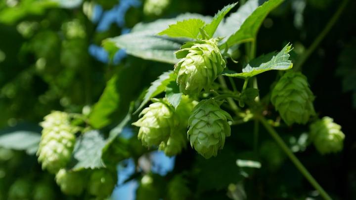 Hops are the flowers of the hop plant Humulus lupulus.