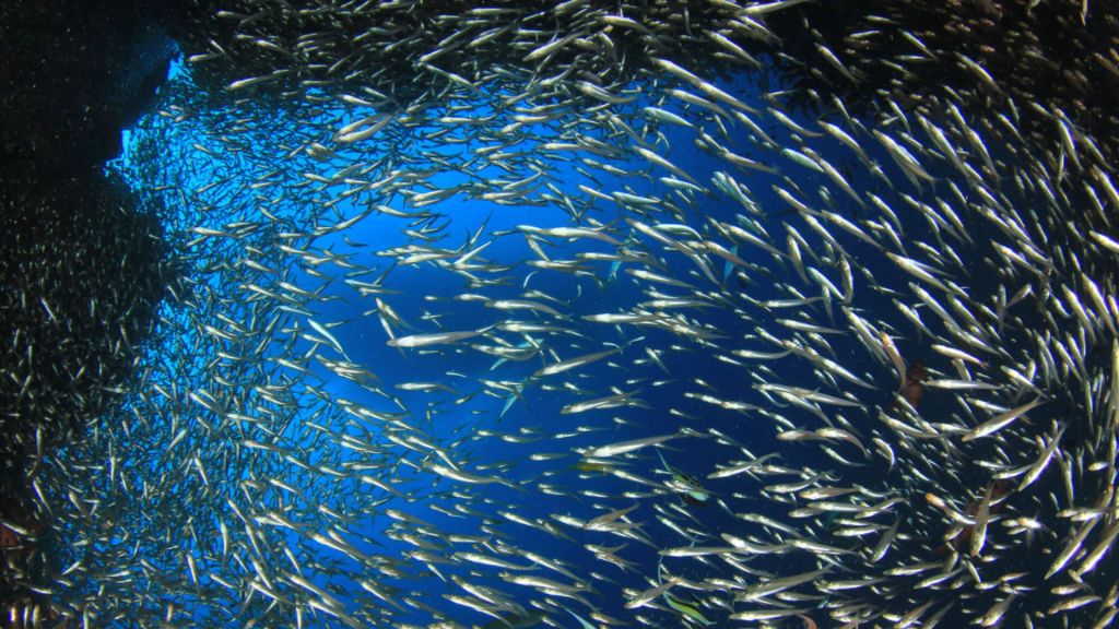 Cod swarm devours record 10 million fish in few hours of massive ocean feast