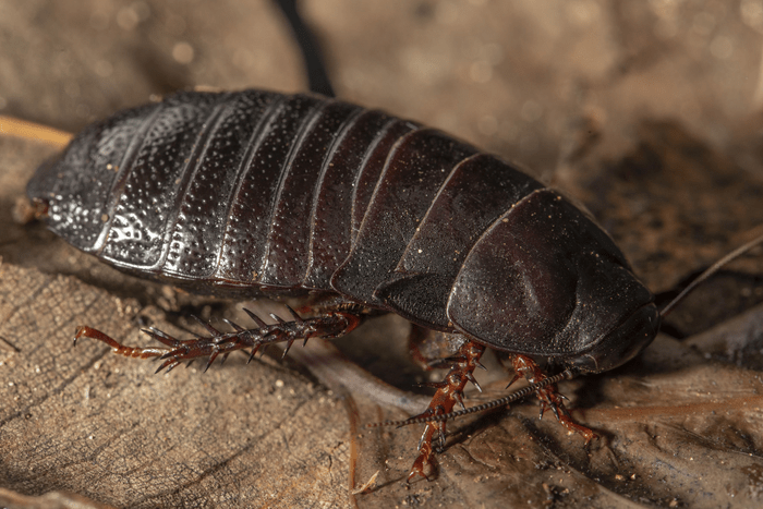 The Lord Howe Island wood-feeding cockroach (Panesthia lata).